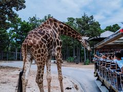 -清迈夜间动物园