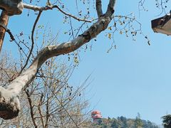 -信号山公园
