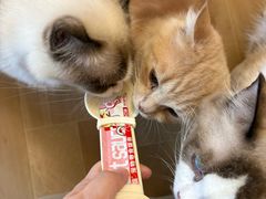 -唐小姐の私宠·宠物洗护美容·撸猫馆·购宠(周浦万达旗舰店)