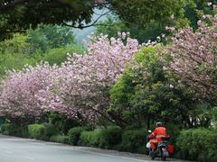 -九里云松·天香餐厅