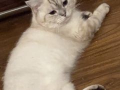 -艾吉宠物医院·疑难杂症转诊中心·猫友好(碧江路院)