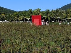 -亚龙湾国际玫瑰谷