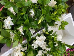 -循礼门鲜花花市(武汉循礼门店)