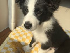 -翊宠yipet猫狗购宠庄园犬舍•猫舍