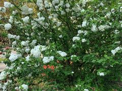 -COTTON CAFE(德信·中外公寓店)