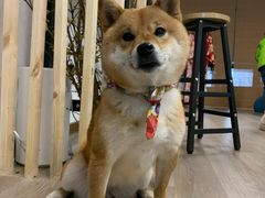 -柴迷FANS CLUB·柴犬狗咖·猫咖