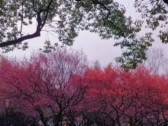 -橘子洲景区