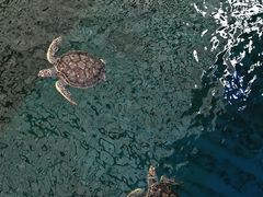 -广东惠东海龟国家级自然保护区