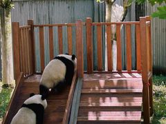 -卧龙中华大熊猫苑神树坪基地
