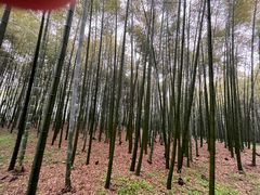 -杭州植物园