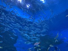 -海合安成都极地海洋公园