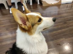 -柯斗斗主题餐厅·狗咖·围炉煮茶·茶饮(国瑞升平里店)