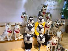 -Husky Go! 哈士奇体验馆·宠物咖啡厅狗咖