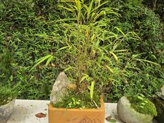 -上海佘山国家森林公园天马山园