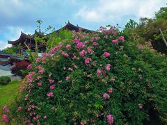 -横山寺