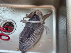 -众彩物流水产市场