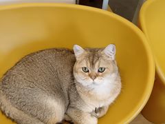 -有喵·猫咖·狗咖·40+猫狗有小奶狗(岗厦店)