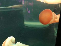 -悉尼海洋生物水族馆