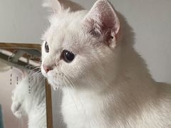 -lincat·猫舍(广州店)