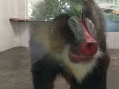 -西安秦岭野生动物园