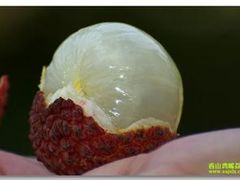 香山鸡嘴荔枝-香山鸡嘴荔枝