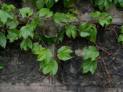 -燊海井