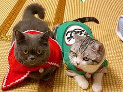 -泰国佛·塔罗·泰牌狐仙古曼