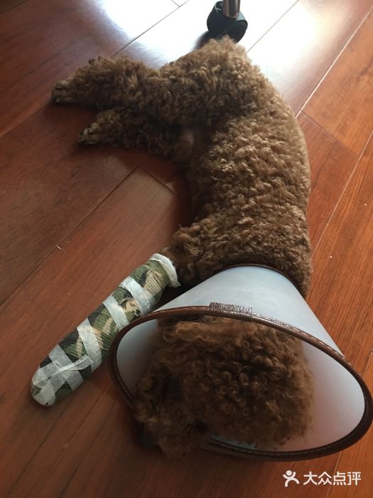 这家老板畜生不如,活生生打断泰迪腿