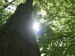 -桤木河湿地公园