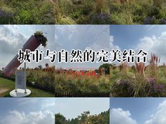 -荷兰花海
