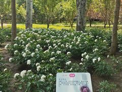 -仁和公园(顺义区)