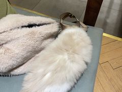 -吉丁鸟咖·异宠·寄养