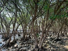 -宝安西湾红树林湿地公园