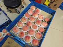 -老袁家蜜桃农场·阳山水蜜桃