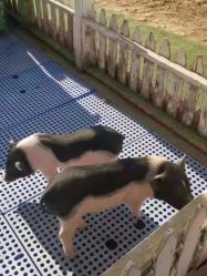 -萌宠亲子动物乐园(槐房万达店)