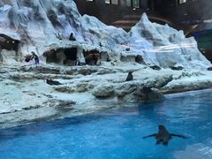 -帝企鹅自助餐厅•儿童岛•真企鹅(长隆企鹅酒店)