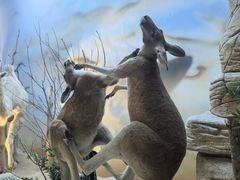 -西霞口神雕山野生动物世界