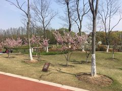 -上海长兴岛郊野公园