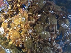 -蟹之国·精品蟹料理(极地店)