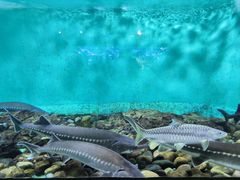 -太平洋海底世界