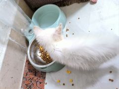 -凯特喵百思猫专科医院