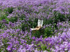 -上海滨江森林公园