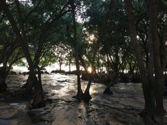 -宝安西湾红树林湿地公园