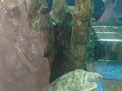 -广东惠东海龟国家级自然保护区