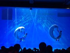 -芜湖新华联大白鲸海洋公园