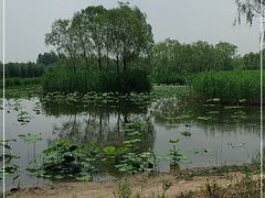 -大兴滨河森林公园