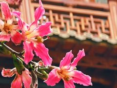 -大佛古寺