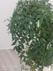 -HEYAN荷妍专业脱毛连锁机构