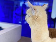 -Blue Concept Cafe&Farm·關於藍