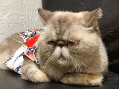 -猫色咖啡·猫咖